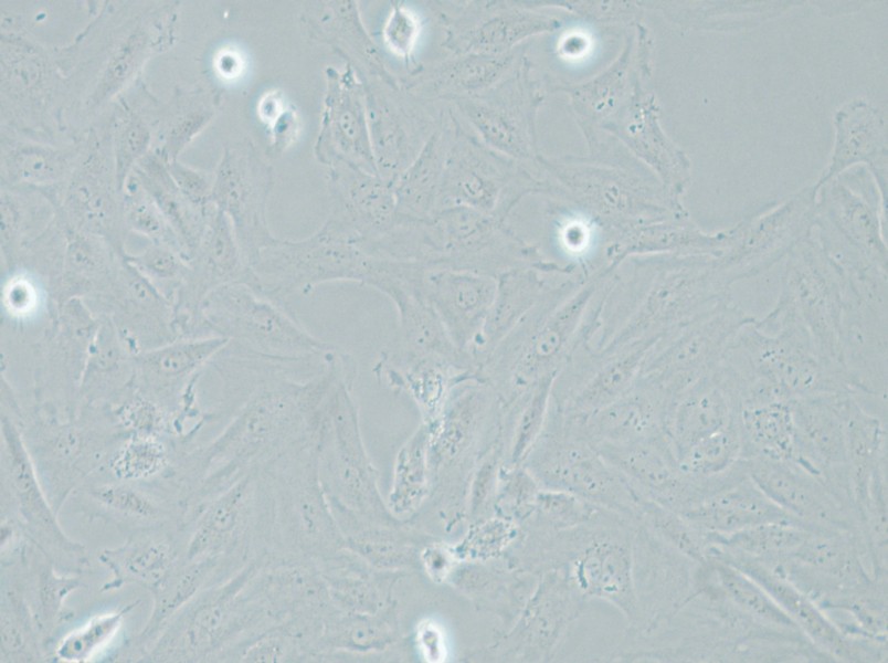 NRK-49F Cell Complete Medium - 5