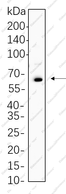 Recombinant Oct-2 Monoclonal Antibody - 1