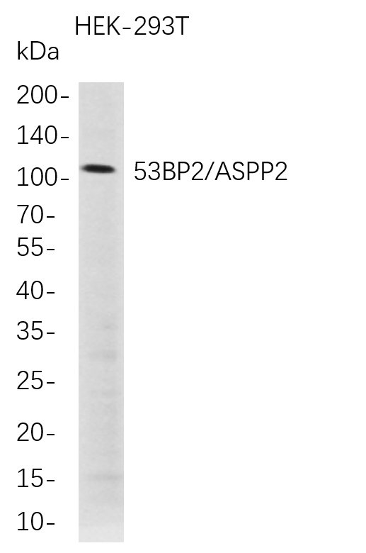 Recombinant 53BP2/ASPP2 Monoclonal Antibody-searchlist-1