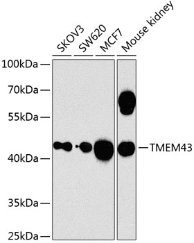 Western blot analysis of extracts of various cell lines using TMEM43 Polyclonal Antibody at 1:1000 dilution.