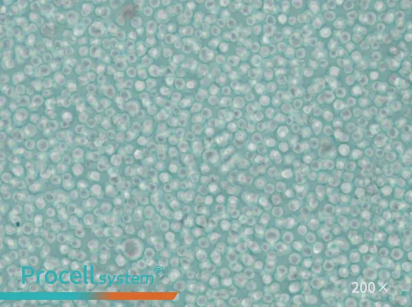 LAMA-84 Cell Complete Medium - 4