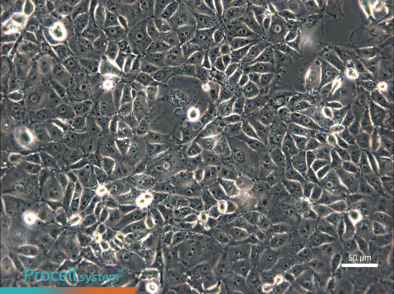 ST Cell Complete Medium - small - 4