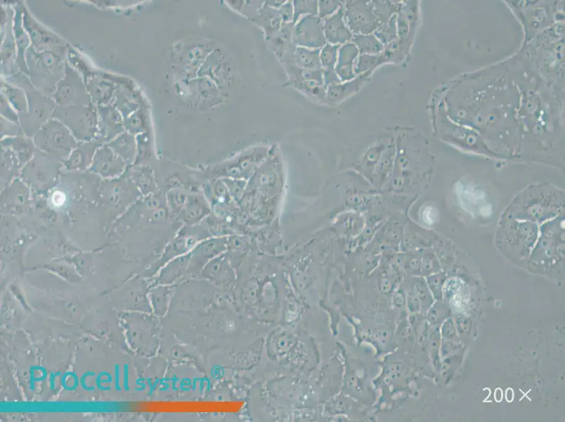 SU.86.86 Cell Complete Medium - 5