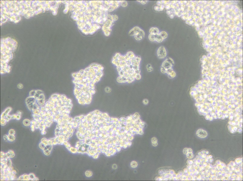 D341Med Cell Complete Medium - 5