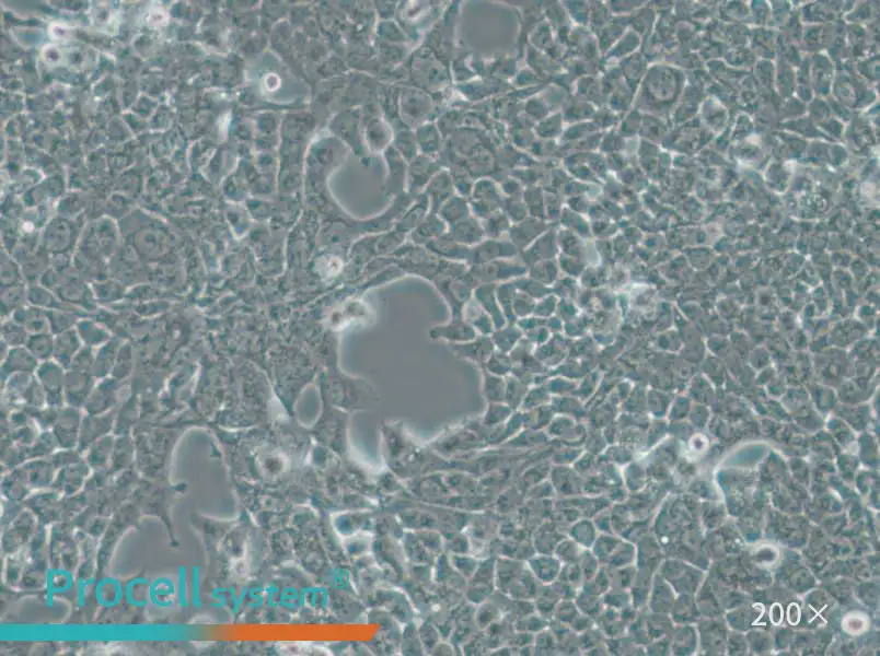 SW756 (DMEM) Cell Complete Medium - small - 6