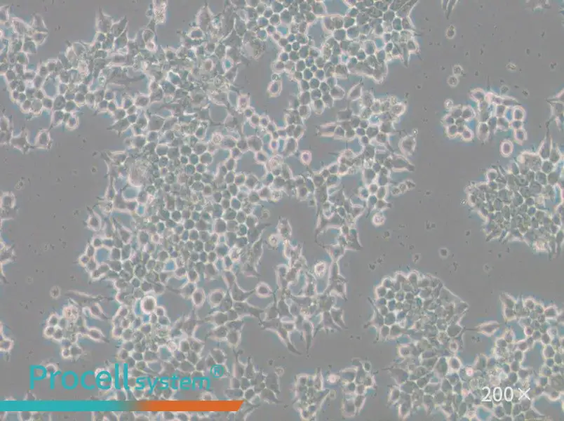266-6 Cell Complete Medium266-6 Cell Complete Medium - 3