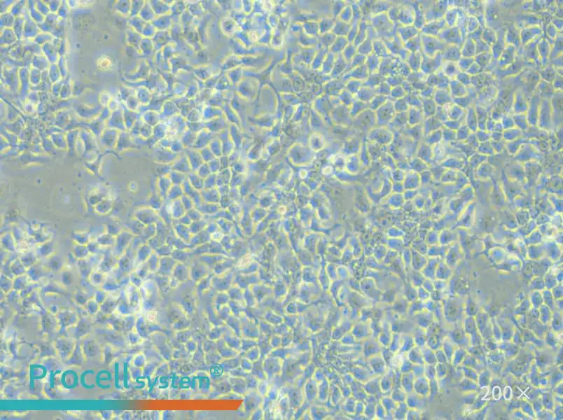 KYSE-180 Cell Complete Medium - 4