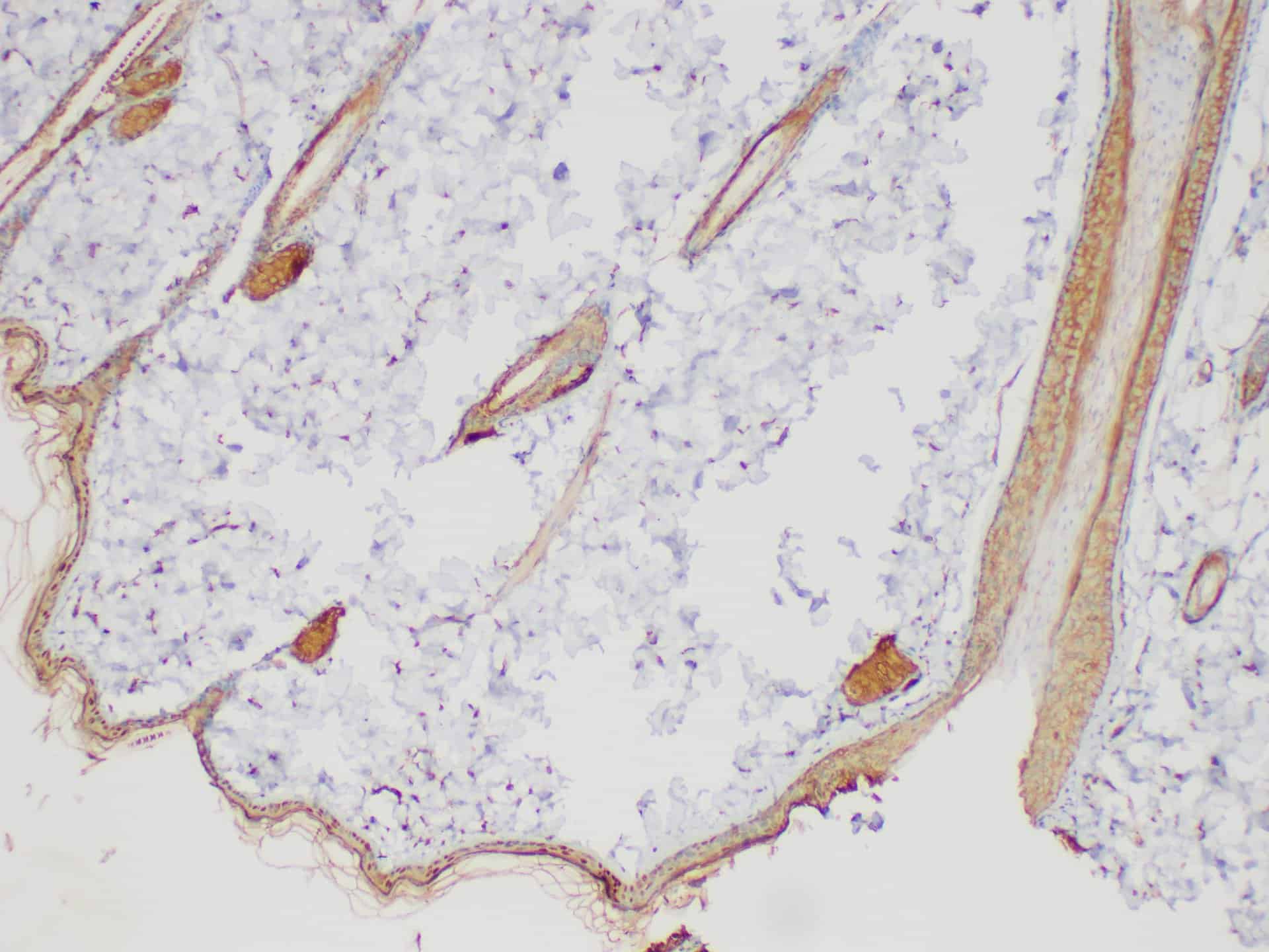 FITC Rat IgG2a, λ Isotype Control[B39-4]-产品推荐-1
