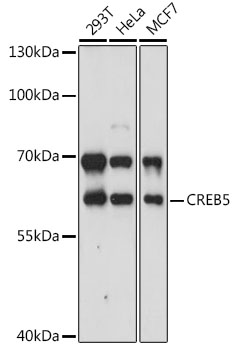 Western blot analysis of extracts of various cell lines using CREB5 Polyclonal Antibody at 1:3000 dilution.