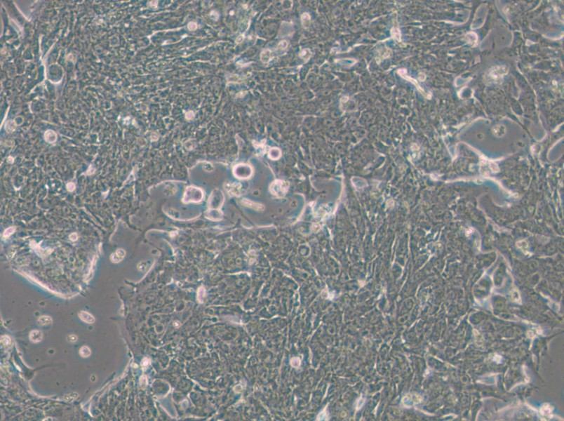 IM95m Cell Complete Medium - small - 6