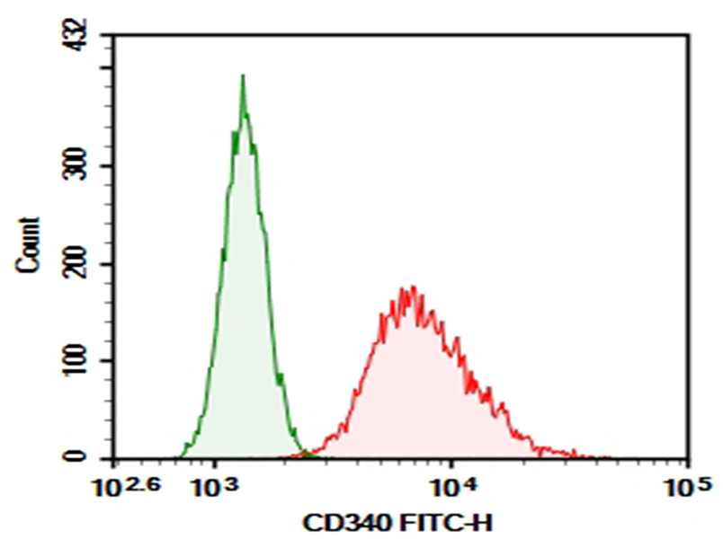 Purified Anti-Human CD340 Antibody[chA21]-1