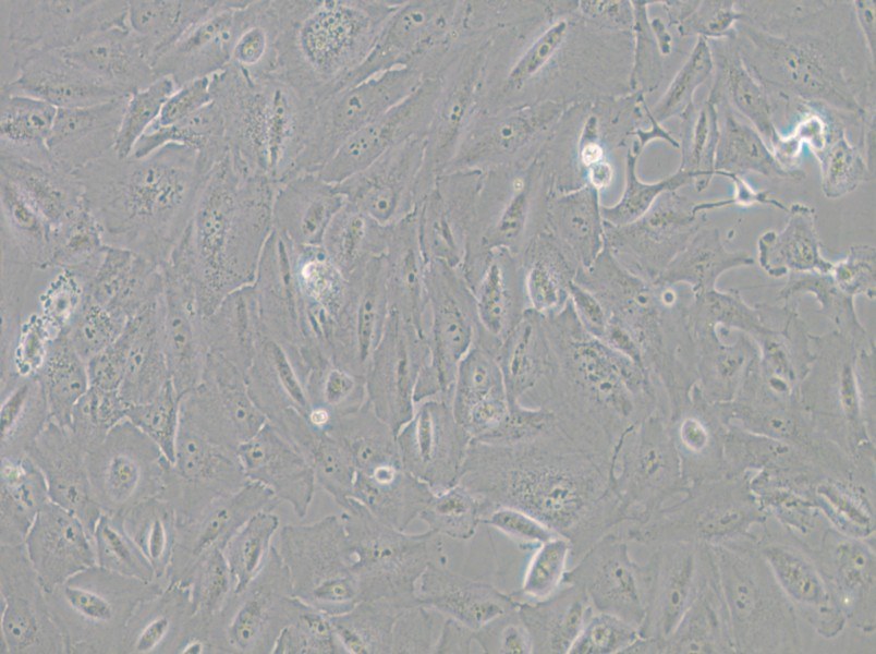 JHH-6 Cell Complete Medium - 6