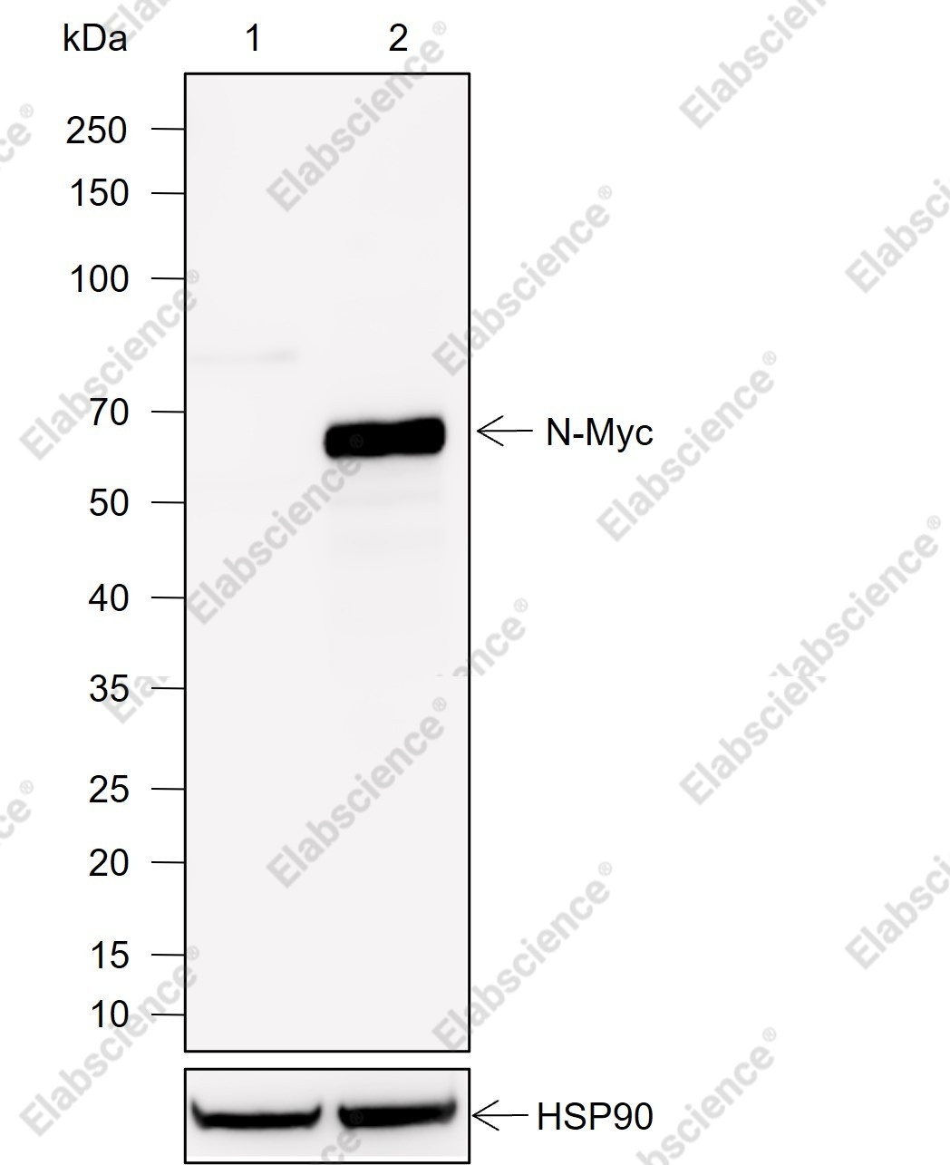 Recombinant N-Myc Monoclonal Antibody - 1