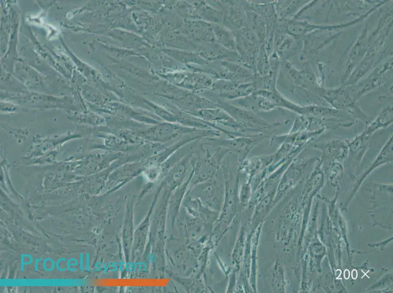 SW1088 Cell Complete Medium - 4