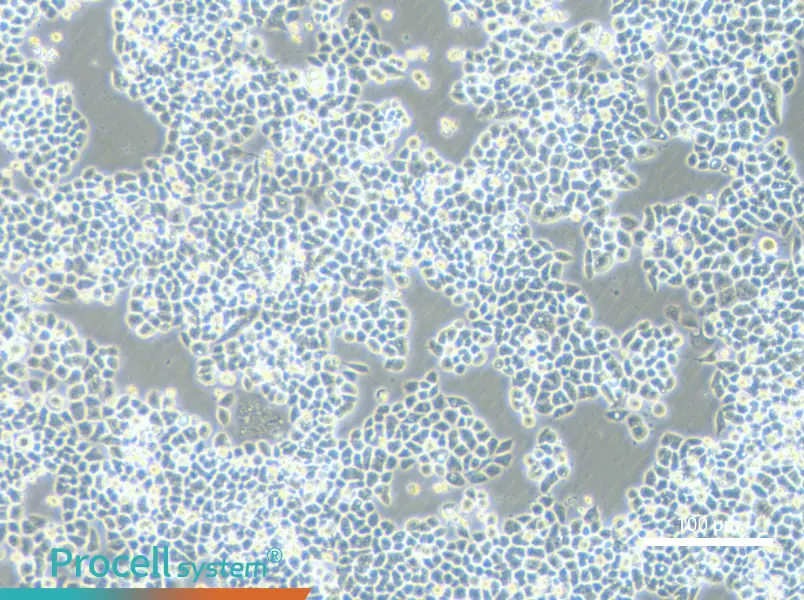 HCT-15-5FUHCT-15-5FU - 3