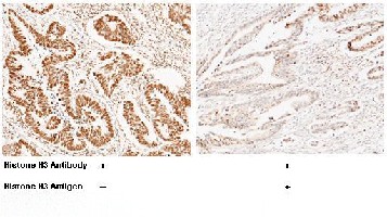 Histone H3 Monoclonal Antibody - small - 2