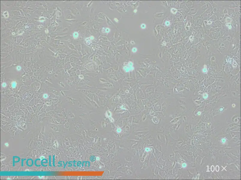 SCC-9 [SCC 9; SCC9] Cell Complete Medium - 3
