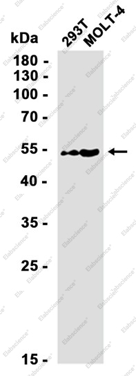 Recombinant NMT55/p54nrb Monoclonal Antibody - 2