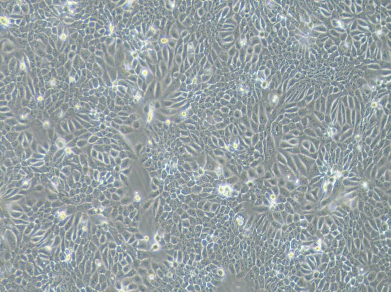 Eca-109 Cell Complete Medium-searchlist-1