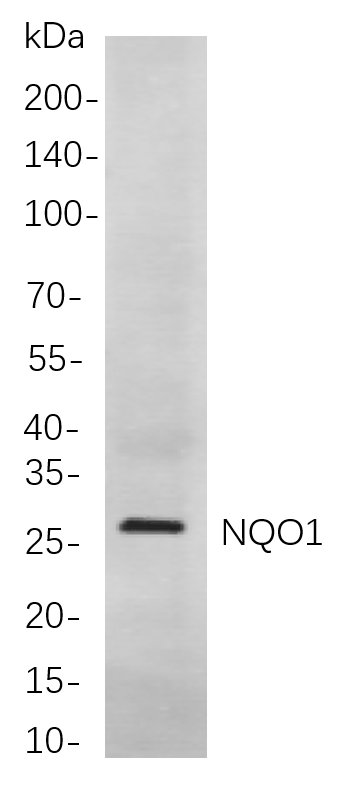 Recombinant NQO1 Monoclonal Antibody-searchlist-1