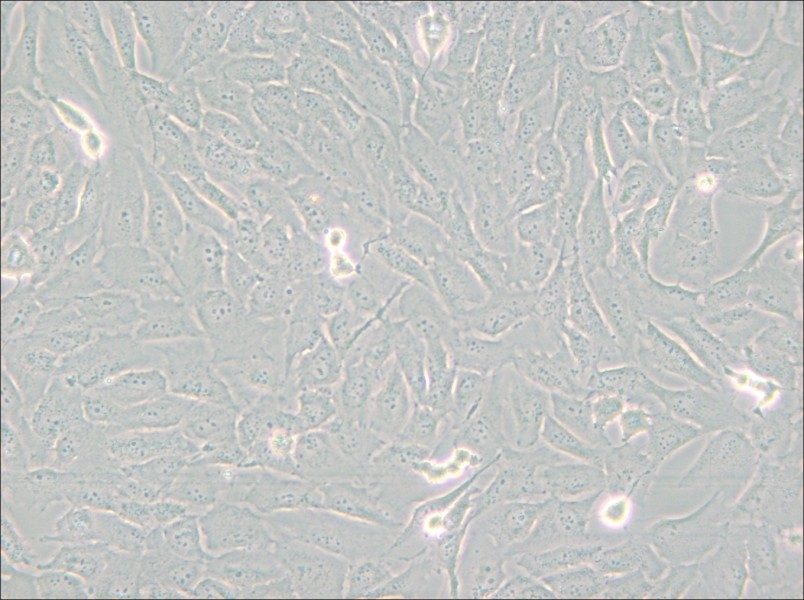 SJSA-1 Cell Complete Medium - 4