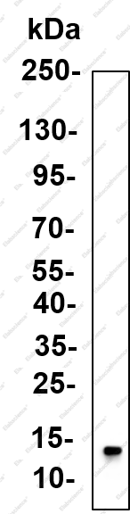 Recombinant Prostaglandin E Synthase Monoclonal Antibody - 1