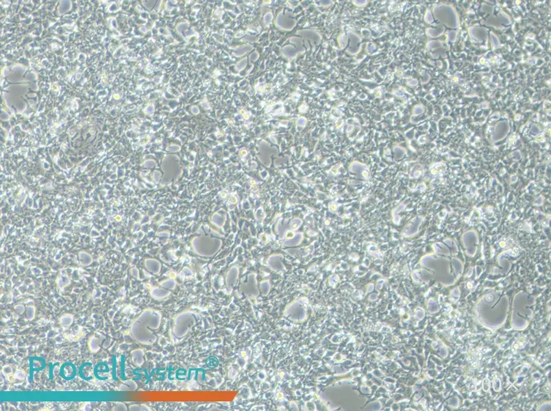 AAV-293 Cell Complete MediumAAV-293 Cell Complete Medium - 3