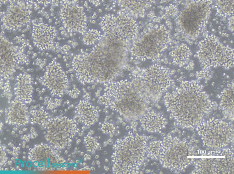 WSU-NHL Cell Complete MediumWSU-NHL Cell Complete Medium - 2