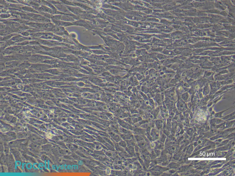 Mouse Ovarian Granulosa (Primary cell immortalization) Cell Complete MediumMouse Ovarian Granulosa (Primary cell immortalization) Cell Complete Medium - 6