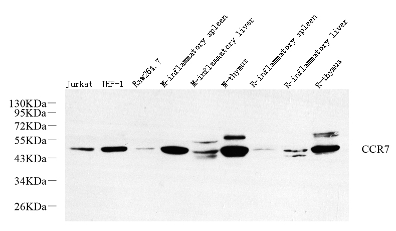 Western Blot analysis of various samples using CCR7 Polyclonal Antibody at dilution of 1:800.