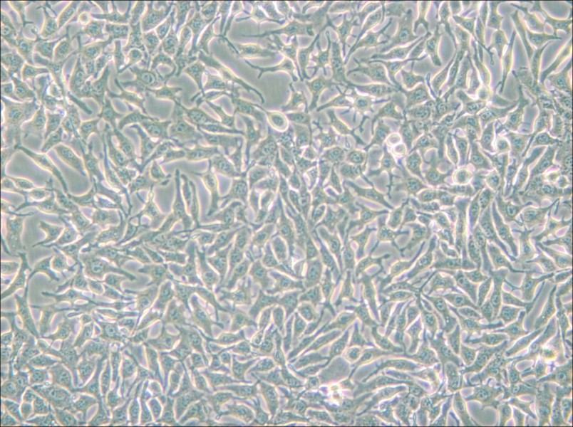 B16 Cell Complete Medium - small - 5