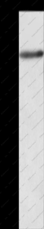 AMIGO2 Polyclonal Antibody - 1