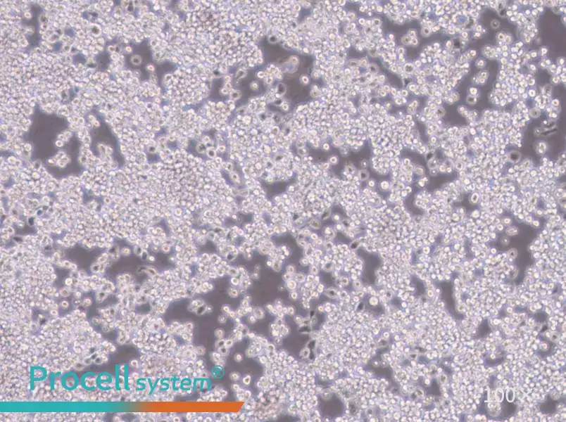 Y3-Ag 1.2.3 Cell Complete MediumY3-Ag 1.2.3 Cell Complete Medium - 3