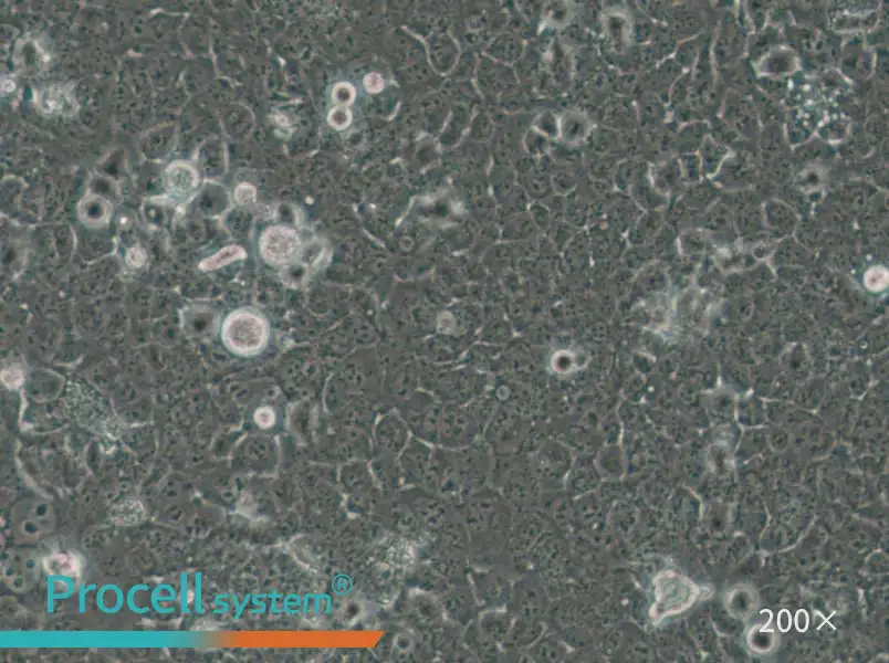 JHH-7 Cell Complete Medium - small - 5