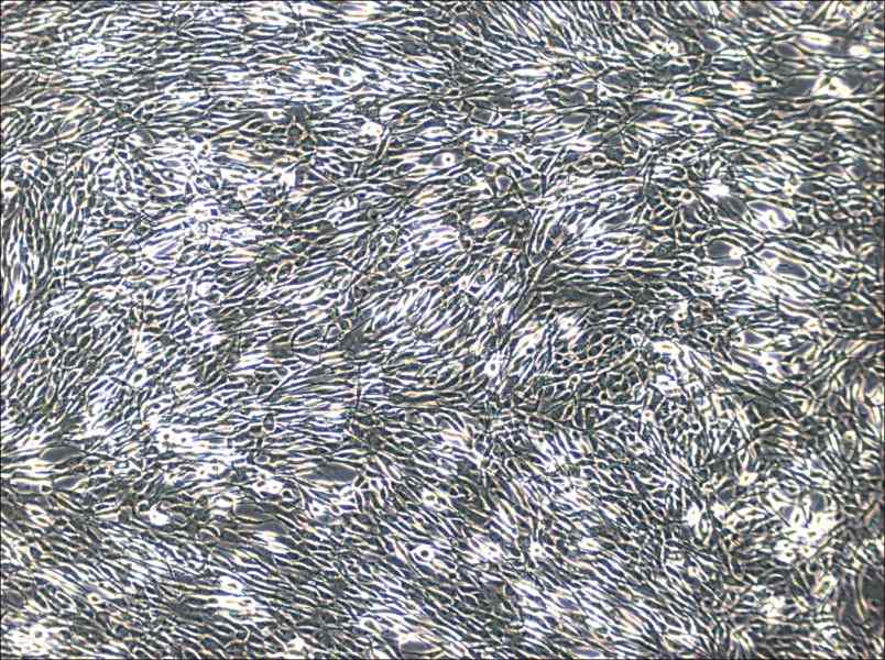 YUMM1.1 Cell Complete MediumYUMM1.1 Cell Complete Medium - 3