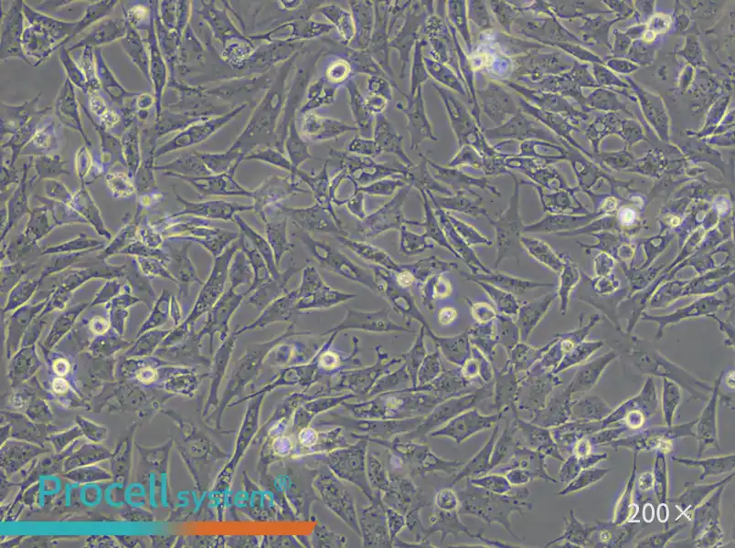 UMNSAH/DF-1 Cell Complete Medium - small - 4