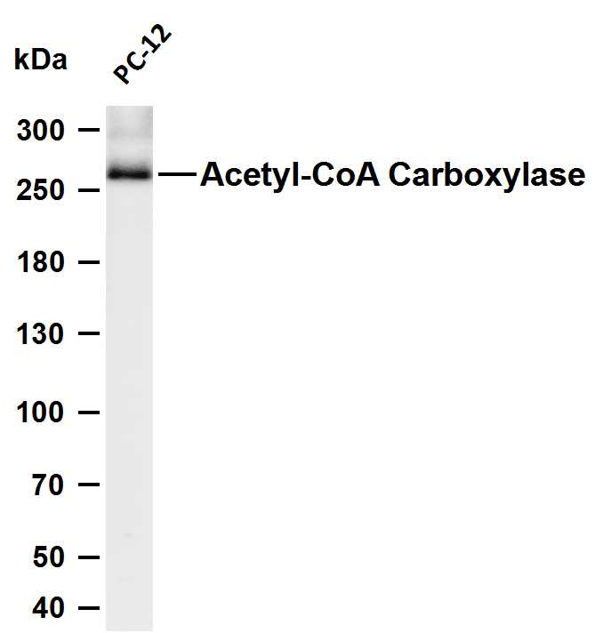 Recombinant Acetyl Coenzyme A Carboxylase Monoclonal Antibody - 1