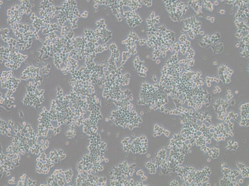 266-6 Cell Complete Medium - 2