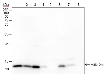 Recombinant Histone H4 (Mono Methyl Lys12) Monoclonal Antibody-searchlist-1