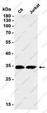 Recombinant SURF4 Monoclonal Antibody - 1
