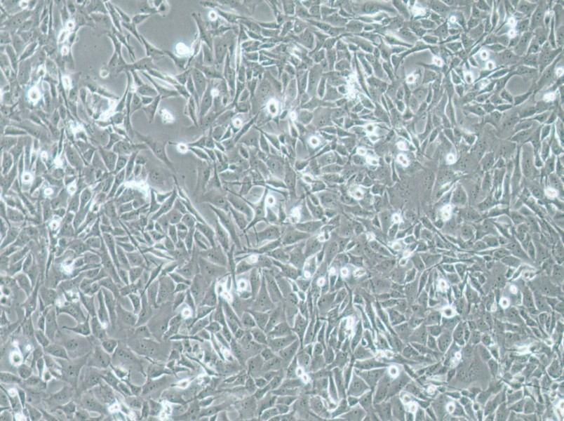 SW1271 Cell Complete Medium - 2