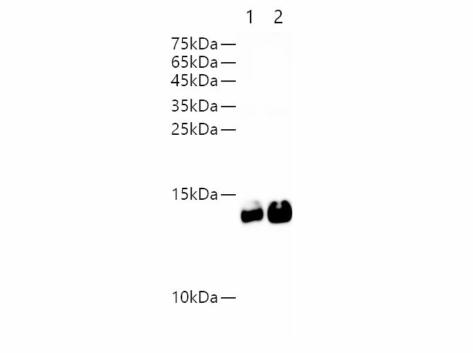 Purified Anti-Human CD3ε Antibody[HIT3a]-产品推荐-1
