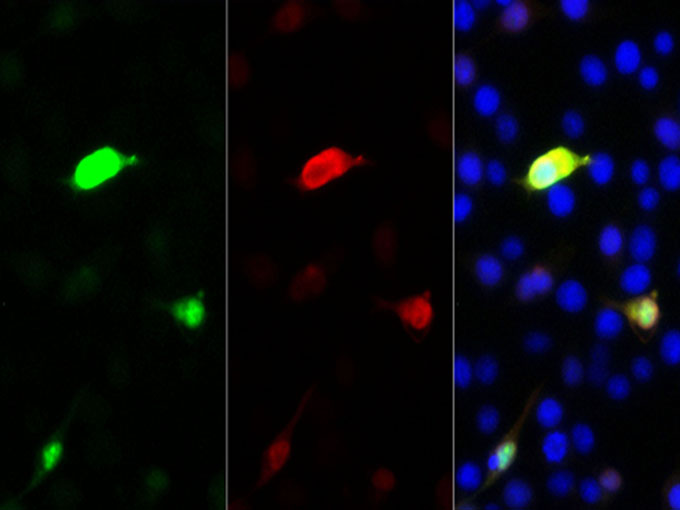 Immunofluorescent analysis of 293F cells transfected with the GFP, using anti-GFP Polyclonal Antibody at 1:32000 dilution.