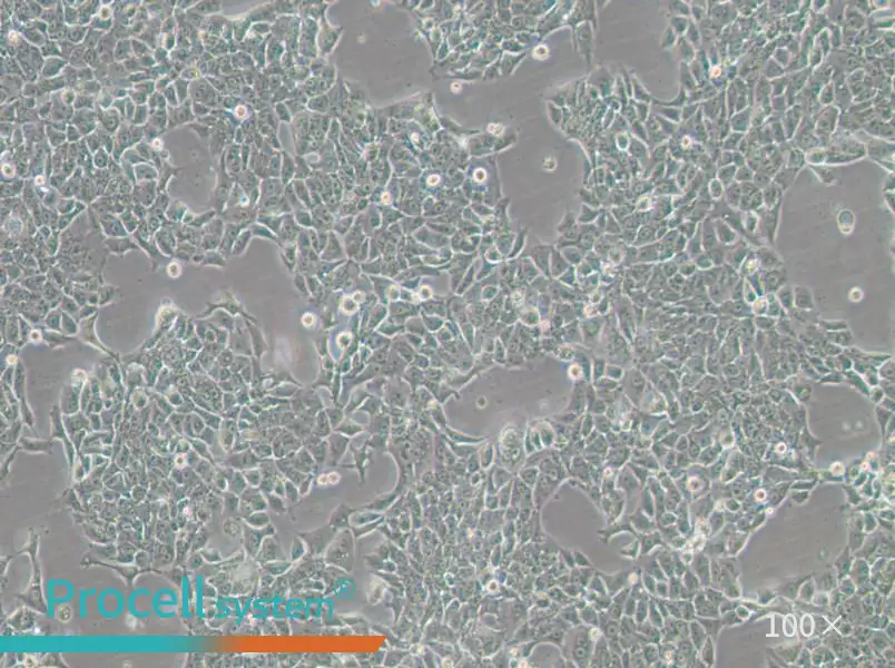 BFTC-905 Cell Complete MediumBFTC-905 Cell Complete Medium - 3