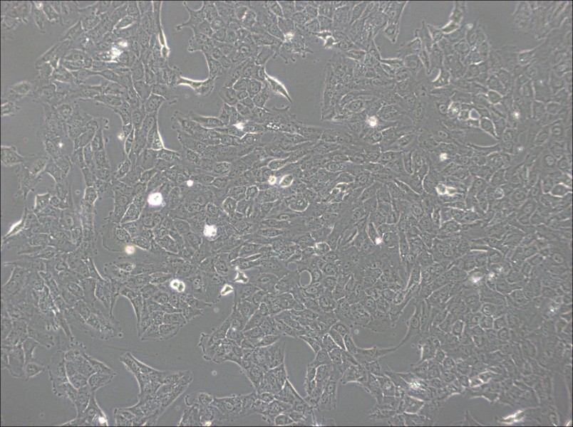 NCI-H1792 Cell Complete MediumNCI-H1792 Cell Complete Medium - 3