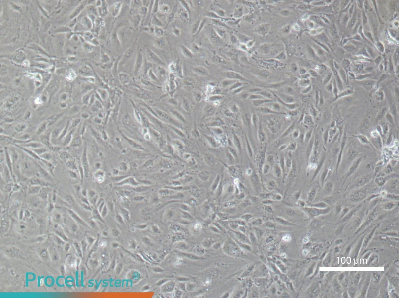 Human Aortic Endothelial (Primary cell immortalization) Cell Complete Medium - 1