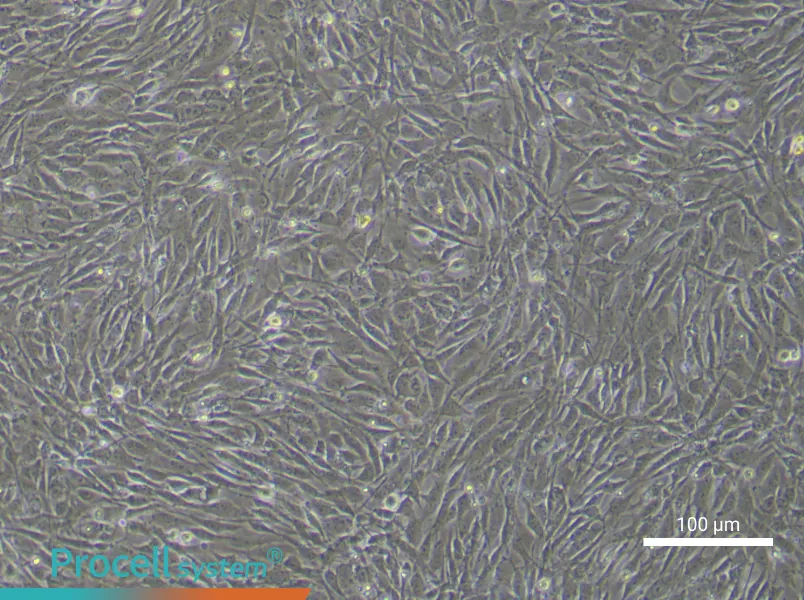 Human Bone Marrow Mesenchymal Stem Cell Complete Medium - 3