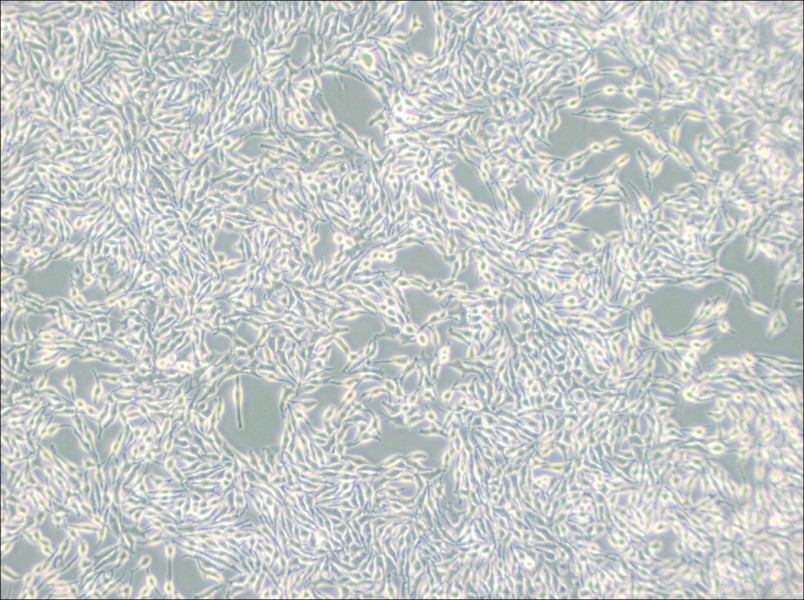 B16 Cell Complete Medium-searchlist-1