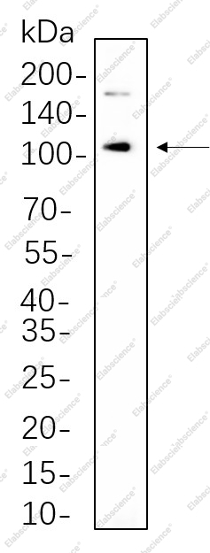 Recombinant IRE1α Monoclonal Antibody - 1