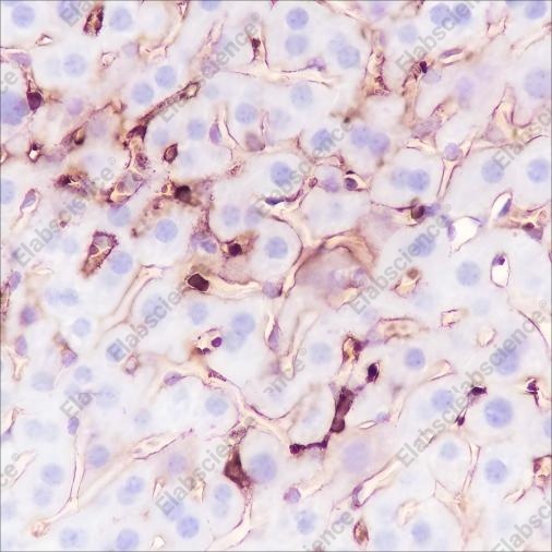 Recombinant MHC Class I Monoclonal Antibody - 3